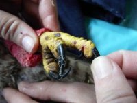 Heridas en las patas