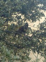 Once en la encina del voladero