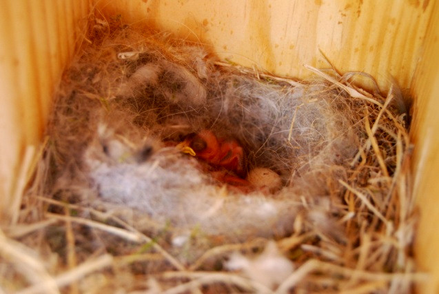 Pollos de herrerillo común con 3 días de edad y un huevo en una caja de madera.