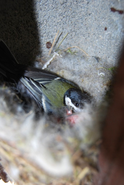 Hembra de carbonero común tumbada sobre 4 pollos de 3 días en un nido de cemento-madera. 