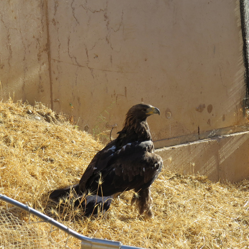 El águila real Éboli, en el centro de recuperación de fauna de GREFA, poco antes de ser liberada. En su espalda se aprecia la antena del emisor que porta. Foto: GREFA. 