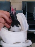 Urraca atropellada con fractura del ala