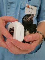 Magnetoterapia para fractura