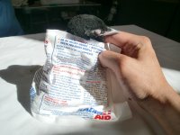 Nuestra urraca totalmente relajada tras el tratamiento