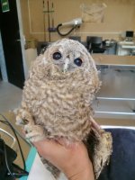 Pollito de cárabo con lesión en el patagio