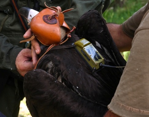 Pollo de buitre negro en el momento en que le colocan un emisor vía satélite en la espalda, que permitirá localizarlo en cualquier momento.Autoría: Equipo de Boumort-Alinyà 