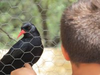 1. Un niño observa a una chova piquirroja en nuestras instalaciones destinadas a educación ambiental.