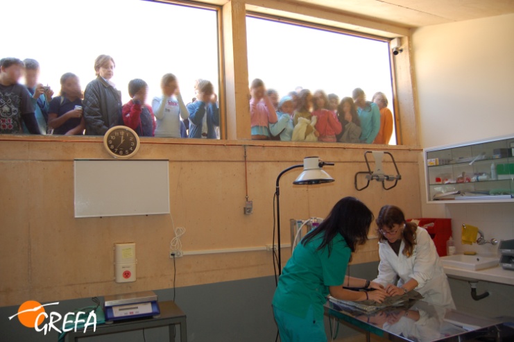 Escolares con profesora visitando cómo trabajan los veterinarios de GREFA