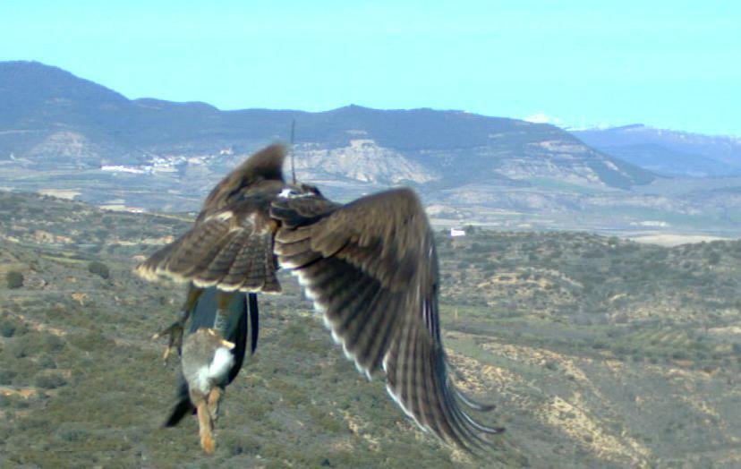 Beragu, águila perdicera, llevándose un conejo