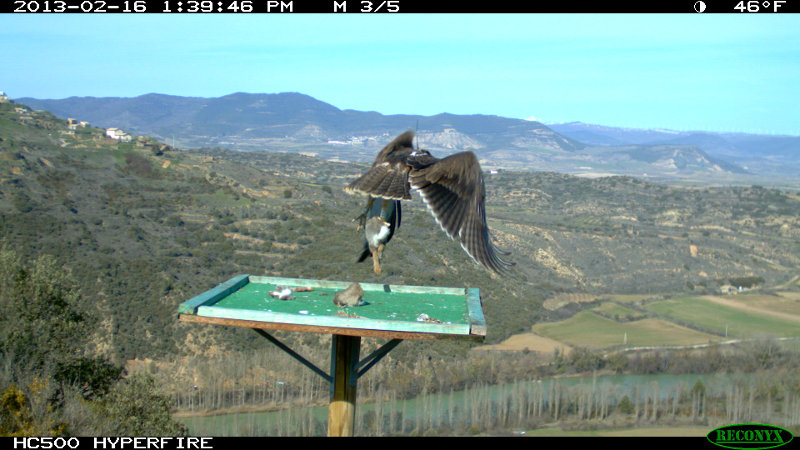 Beragu, águila perdicera, en el cebadero de Gallipanzo