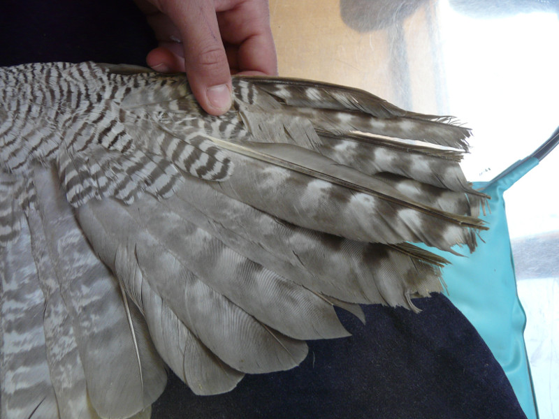 Detalle de las plumas cortadas en el ala izquierda