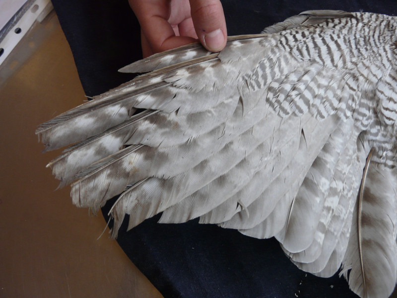 Detalle de las plumas recortadas en el ala derecha