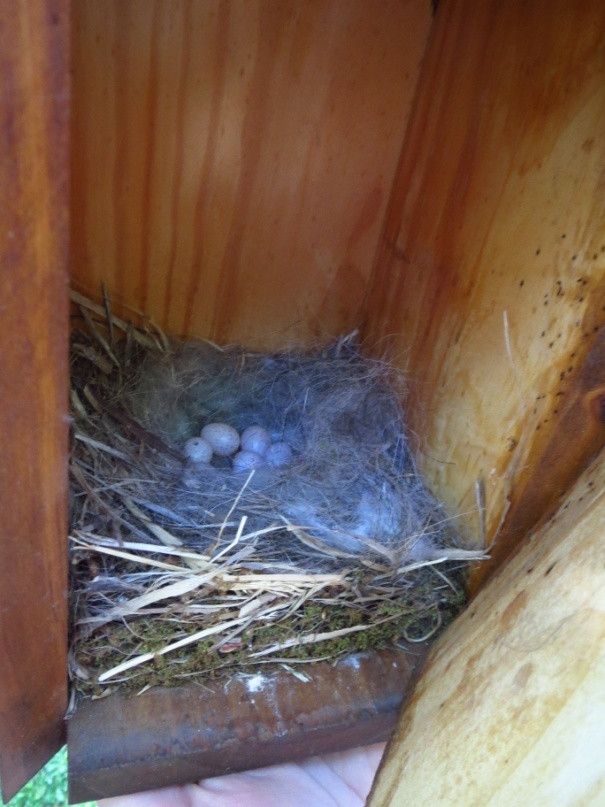 Huevos de herrerillo común en caja-nido de Fuenlabrada