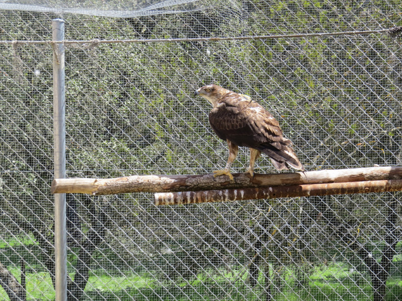 Un águila perdicera adulta reposa en su instalación del centro de fauna silvestre de GREFA (en Majadahonda, Madrid). 