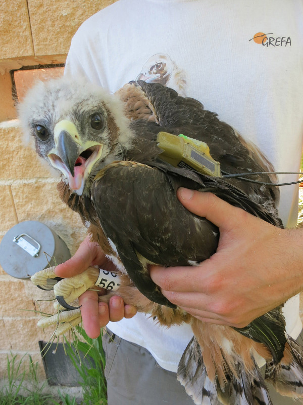Águila perdicera de pocas semanas de edad, lista para su liberación en el medio natural, con el emisor satelital al dorso.