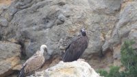 Pesonada es uno de los buitres negros que más tiempo llevan volando por los cielos pirenaicos, aunque todavía no se ha emparejado. Es un animal muy independiente