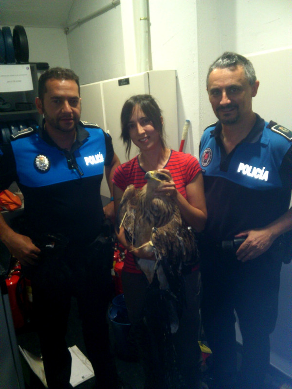 Agentes de la Policía Local de San Sebastián de los Reyes hacen entrega del águila imperial herida a un miembro del equipo de rescate de GREFA