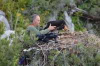 GREFA siempre ha contado con los permisos adecuados y ha colaborado con las autoridades para sus actuaciones. Normalmente es Víctor García Matarranz, funcionario del MAGRAMA, quien realiza los marcajes de especies en peligro.