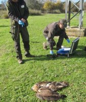 Agentes forestasles retiran el cadaver de un águila perdicera electrocutada, avisados por GREFA.