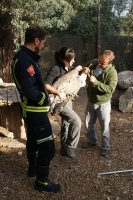 Curso de rescate y manejo de fauna herida realizado por GREFA para bomberos.