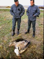 Miembros del Seprona durante la retirada de un cadaver de buitre leonado envenenado, avisados por GREFA.