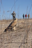 Musculación de Susana, águila imperial liberada con éxito tras su rehabilitación en GREFA.
