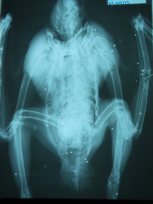 Radiografía del aguila imperial tiroteada donde se aprecian gran cantidad de perdigones