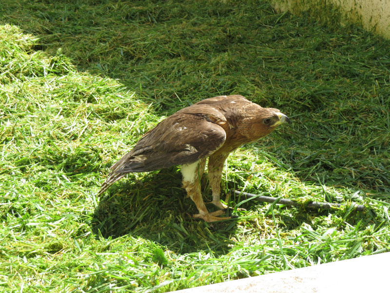 El águila de bonelli en su instalación en GREFA