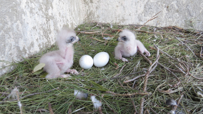 GREFA - Nuestros primeros pollos de águila de Bonelli cumplen un mes