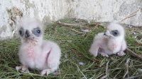Los pollos de águila de bonelli recien llegados al nido con sus padres