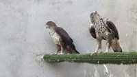 Los dos padres de águila de bonelli