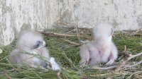 Los pollos de águila de bonelli recien llegados al nido con sus padres