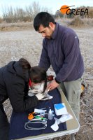 Revisión veterinaria por parte del personal veterinario de GREFA, Virginia Moraleda y Juan José Iglesias. Foto: Juan Jaramillo.