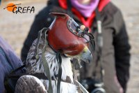 Marcaje con Emisor. Foto Juan Jaramillo.