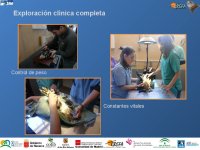 Exploración clínica completa a un águila de Bonelli.