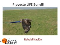 Presentación de las acciones de rehabilitación de LIFE Bonelli.