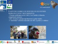 Reproducción y movimientos de individuos silvestres liberados por LIFE Bonelli.