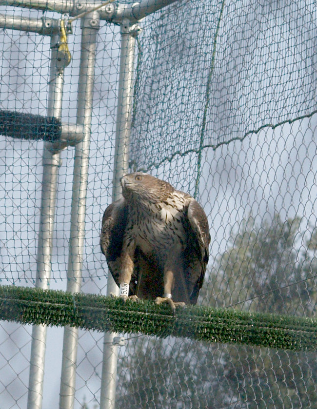 Dodiel,águila de bonelli, en la jaula de aclimatación lista para ser liberada en Mallorca