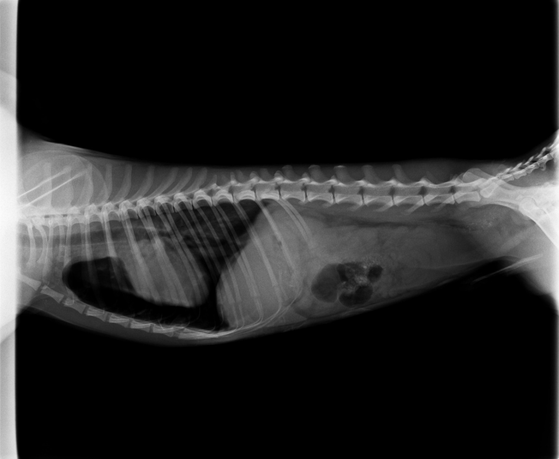 Radiografía diagnóstica de neumotórax en el ingreso de zorro (Vulpes vulpes).