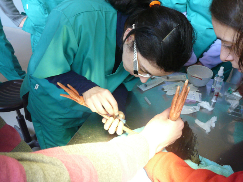 Alumna realizando una extracción de sangre a una cigüeña blanca