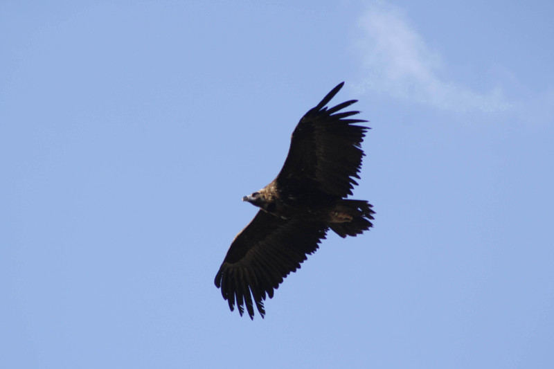 Uno de los buitres negros reintroducidos en el Pirineo catalán, en vuelo. Foto: GREFA.
