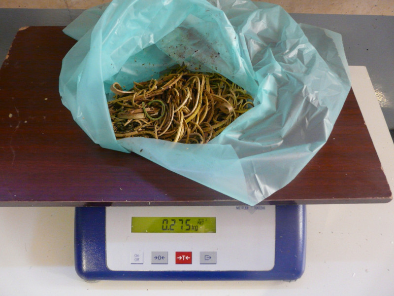 Peso total de las gomas extraidas de la cigüeña