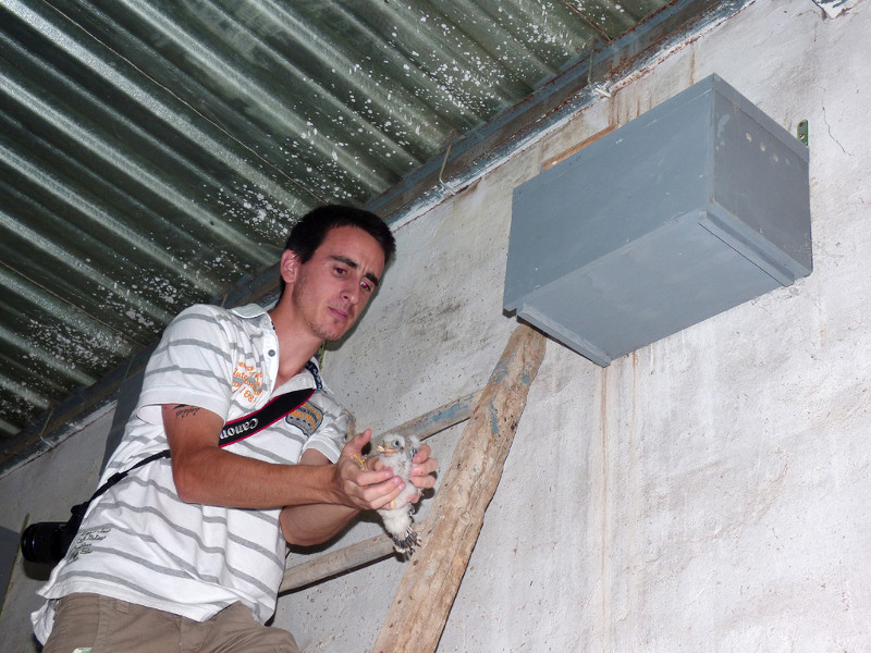 Momento de la introducción de un pollo de cernícalo primilla en un nidal del silo de Baena (Córdoba)