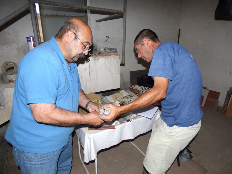 Dos miembros de GREFA Andalucía examinan uno de los pollos destinados a ser reintroducidos en el silo de Baena (Córdoba)