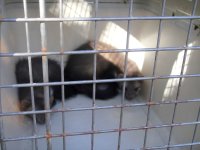 Las dos garduñas en el transportin