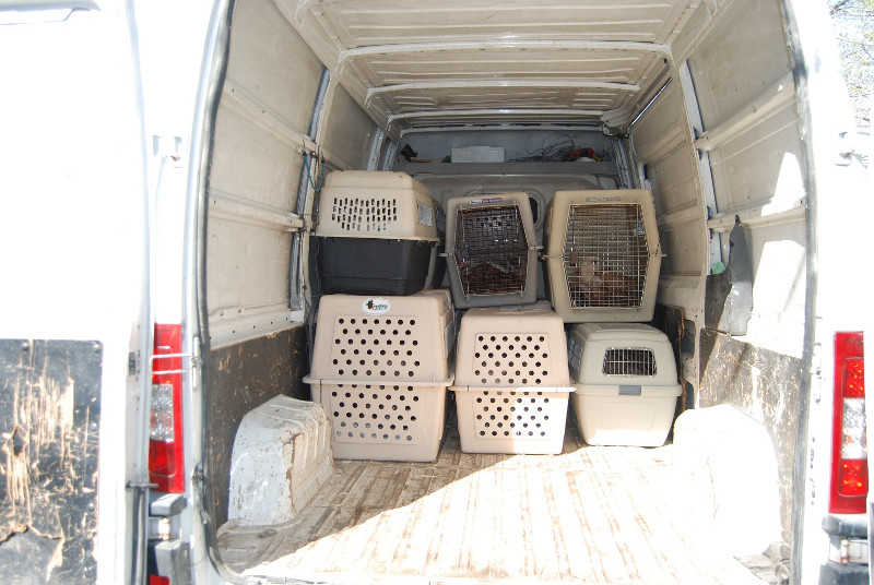 Los buitres leonados en el interior de la furgoneta para su traslado a GREFA