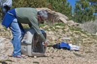 Abriendo el transportin. Foto: Alicia Gómez 