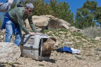 El buitre leonado saliendo del transportin. Foto: Alicia Gómez