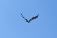 El buitre leonado ya en libertad remontado el cielo. Foto: Alicia Gómez