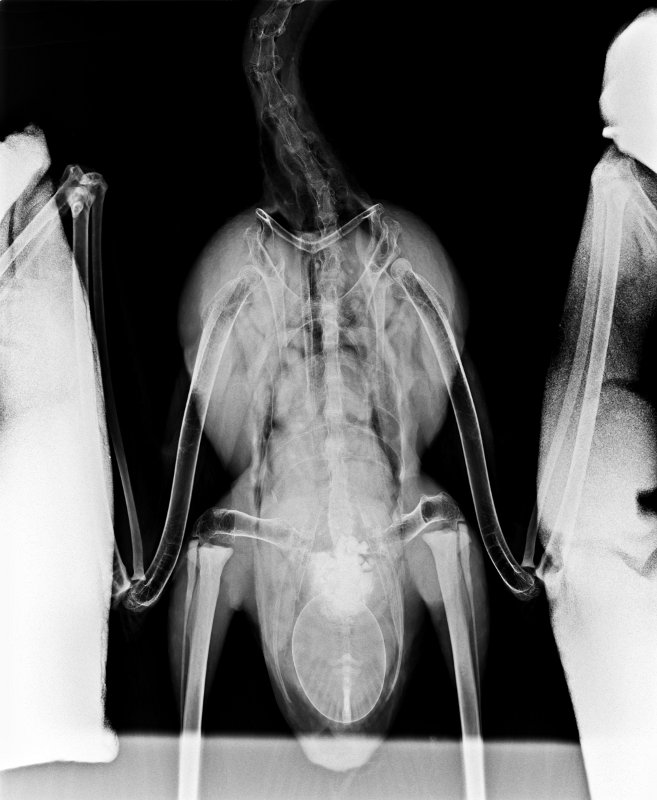 Radiografía de la cigüeña donde se ve perfectamente el huevo ya formado